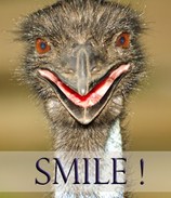 Image of smiling Emu by Carolyn Marshall